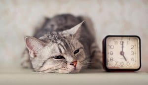 image of a feline and a clock