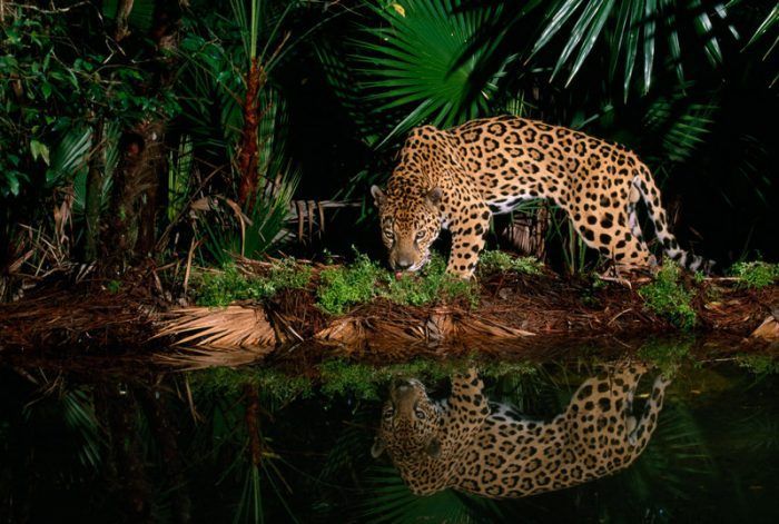 Ягуар в естественной среде