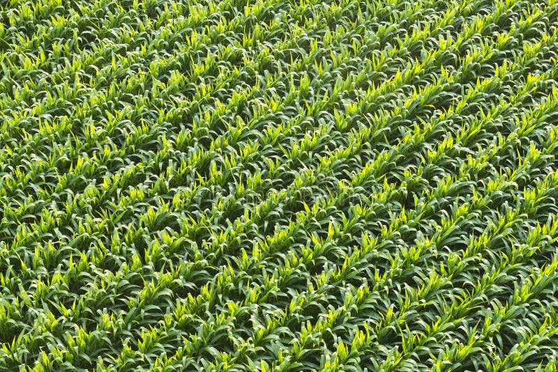 Aerial View of Corn Field or Cornfield. Aerial view of a field of corn. The cornfield has tall, green stalks in traditional rows that you will find on a typical royalty free stock image