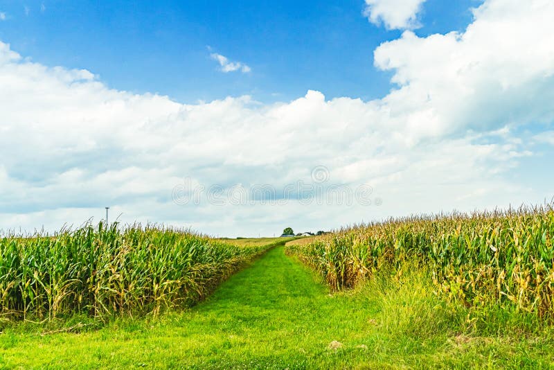 Amish country cornfield field agriculture in Lancaster, PA US. Amish country cornfield field agriculture in Lancaster, PA stock photography