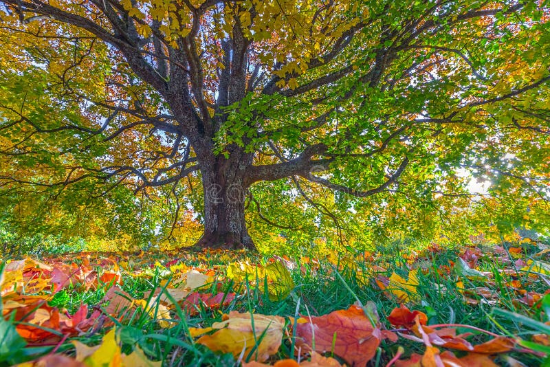 Autumn landscape under mapple tree. Colorful foliage in the fall park. stock images