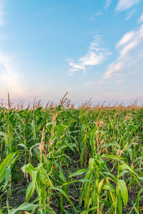 Beautiful green corn field on a sunny summer day with blue sky. Cornfield on a sunny summer day stock photo