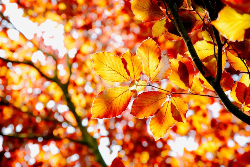 Beech tree in the fall royalty free stock photography
