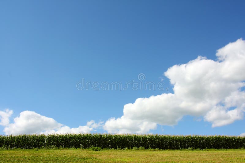 Blue Sky and Cornfield. A wide angle view of a sweet cornfield and grass stretching out in front of a beautiful, large, blue, summer sky, which dominates the royalty free stock photos