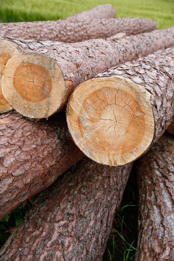 Close up of stacked tree trunks in a field stock photo