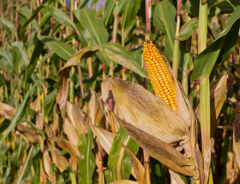 Cob of corn on cornfield. Single ripe yellow cob of corn on a cornfield royalty free stock photography