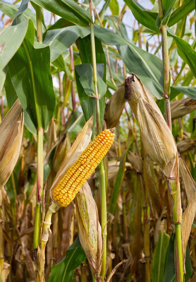 Cob of corn on cornfield. Single ripe yellow cob of corn on a cornfield stock photography