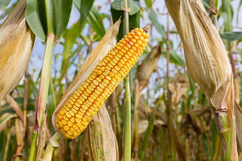 Cob of corn on cornfield. Single ripe yellow cob of corn on a cornfield royalty free stock images