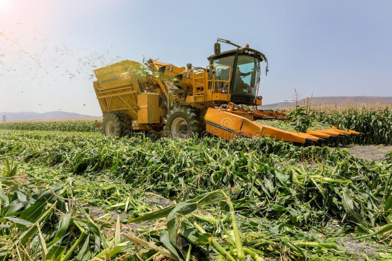 Corn picker harvesting a Sweet Cornfield. Harvest of Agriculture field. Harvest of Agriculture field. Corn picker harvesting a Sweet Cornfield stock photo