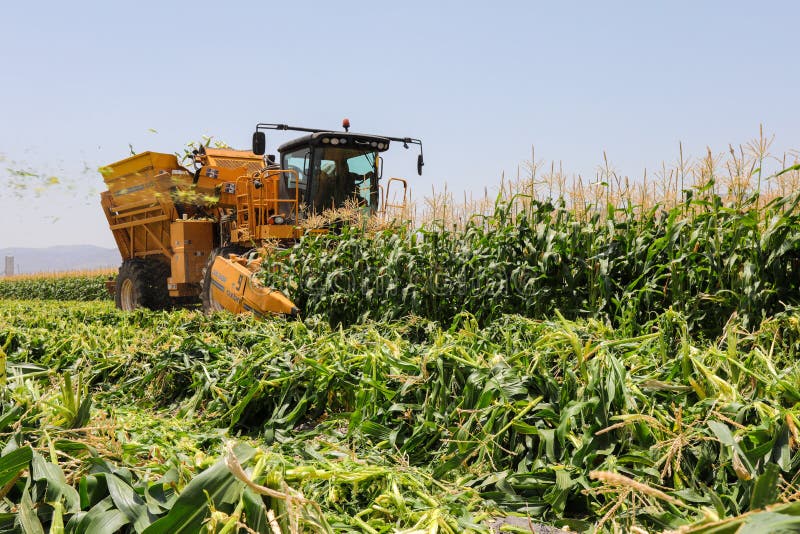 Corn picker harvesting a Sweet Cornfield. Harvest of Agriculture field. Harvest of Agriculture field. Corn picker harvesting a Sweet Cornfield stock photos