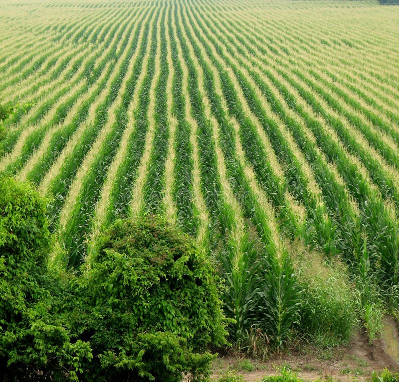 Cornfield background. Corn field or cornfield background stock photos