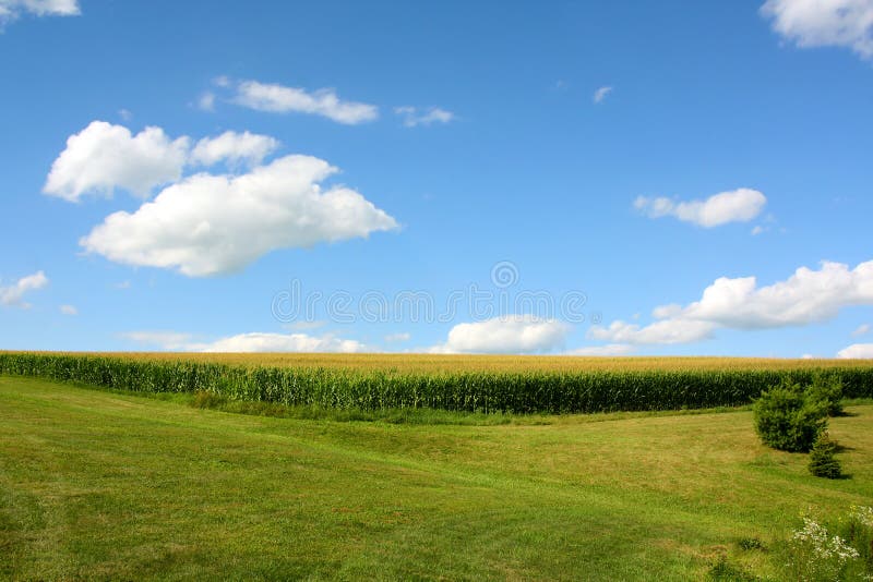 Cornfield and Blue Sky. A stretch of sweet cornfield along a sloping, grassy hill, in front of a beautiful blue summer sky stock images