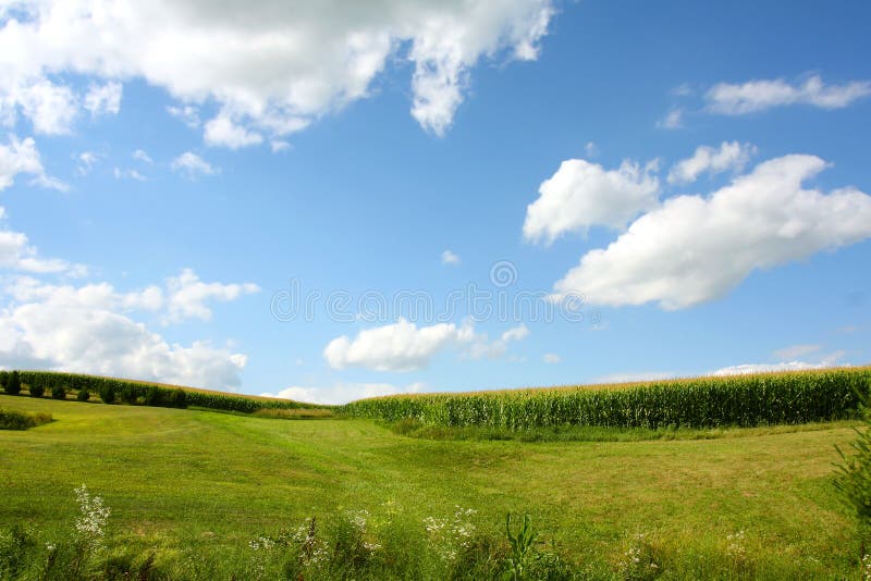 Cornfield Landscape. A cornfield stretches out on a grassy hill in front of a beautiful blue summer sky, with wildflowers in the foreground stock images
