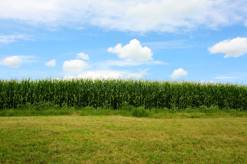 Cornfield in Summer. A stretch of sweet cornfield and green grass in front of a beautiful blue summer sky stock images