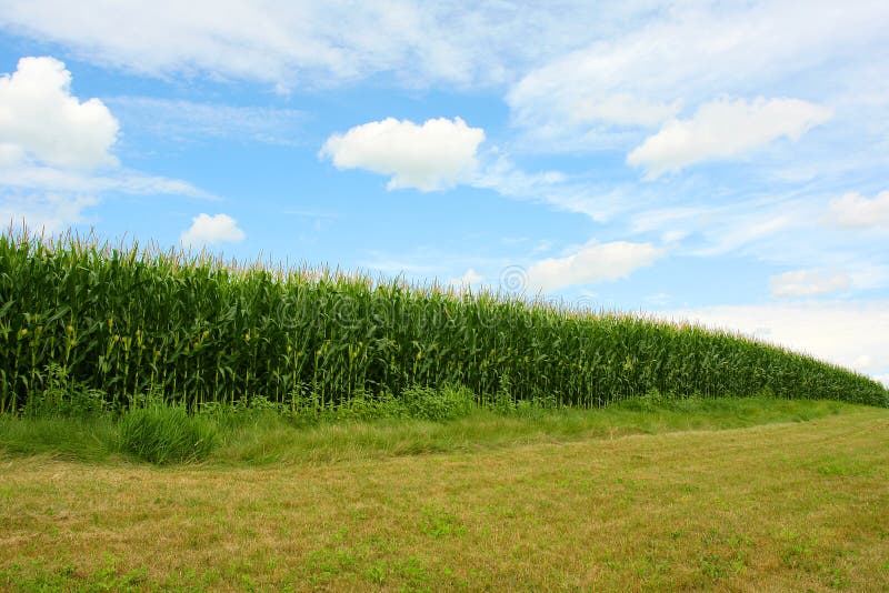 Curving Cornfield. A sweet cornfield stretches and curves on a grassy hill in front of a beautiful blue summer sky stock photo