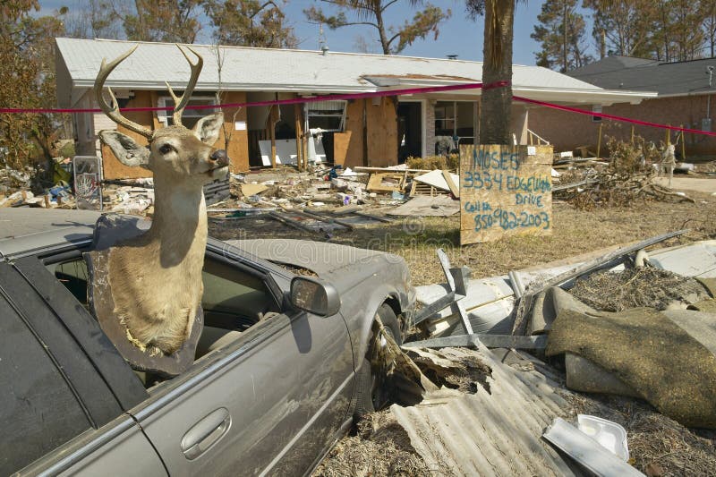 Deer in car window and debris in front of house heavily hit by Hurricane Ivan in Pensacola Florida royalty free stock image