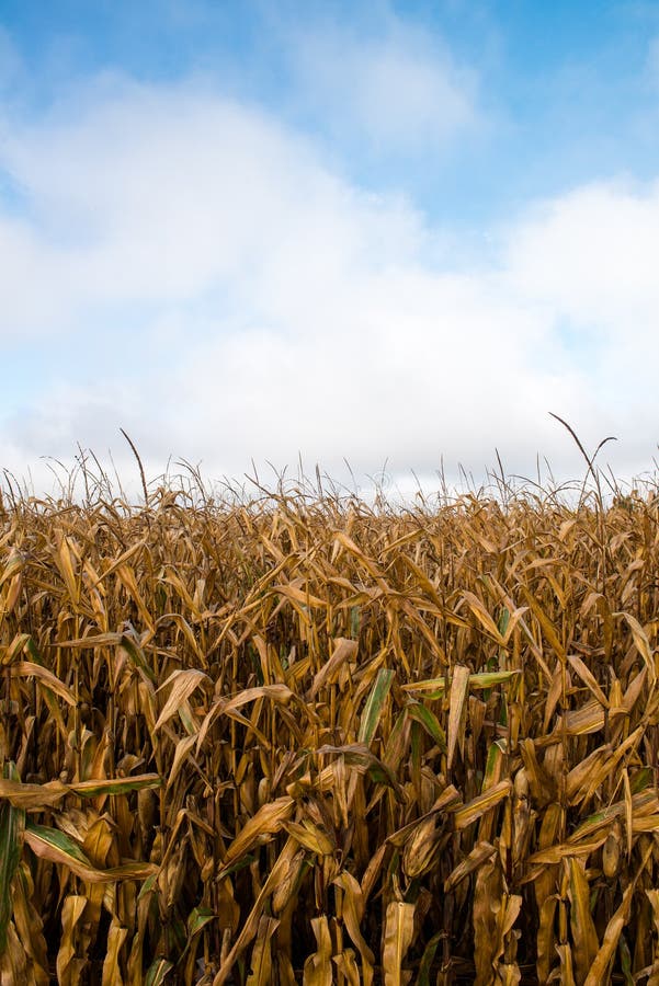 Dried Field Corn, Cornfield, Harvest. Dried field corn is waiting harvest in the fall. The agriculture crop in the cornfield will be used to feed cattle during stock photography