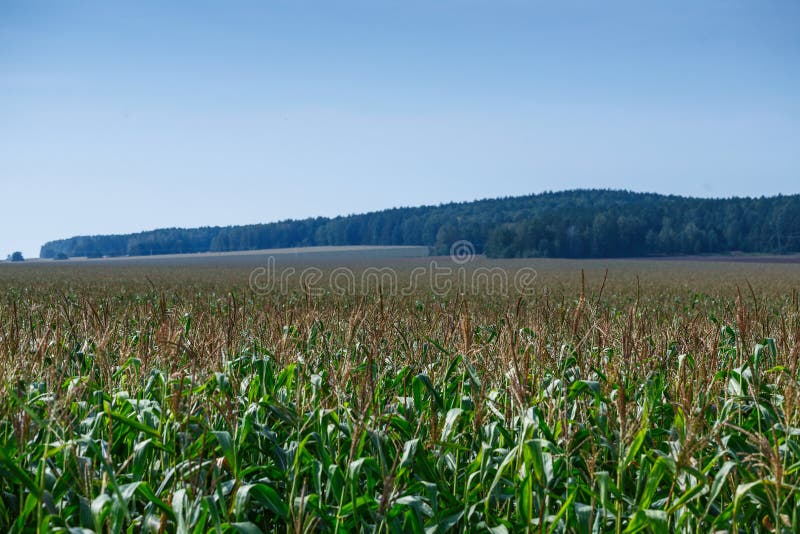 Edge of cornfield in summer. Landscape with blue sky stock photo