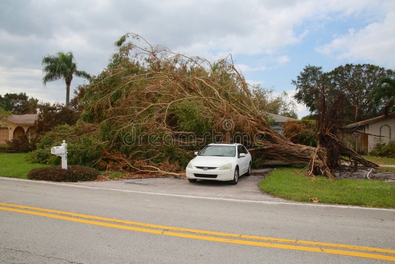 Tree Collapsed Hurricane Irma royalty free stock photo