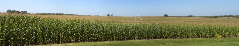 Farm Corn Field Panoramic Panorama Cornfield. Panoramic image of a farm field of corn. The cornfield stretches for hundreds of acres into the distance with this stock photography