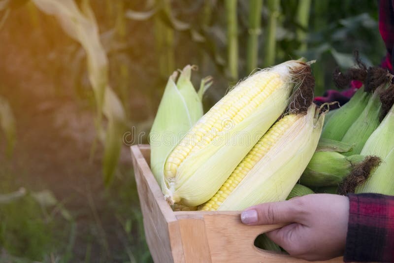 Farmer holding wooden box of sweet corn. In corn field stock photo