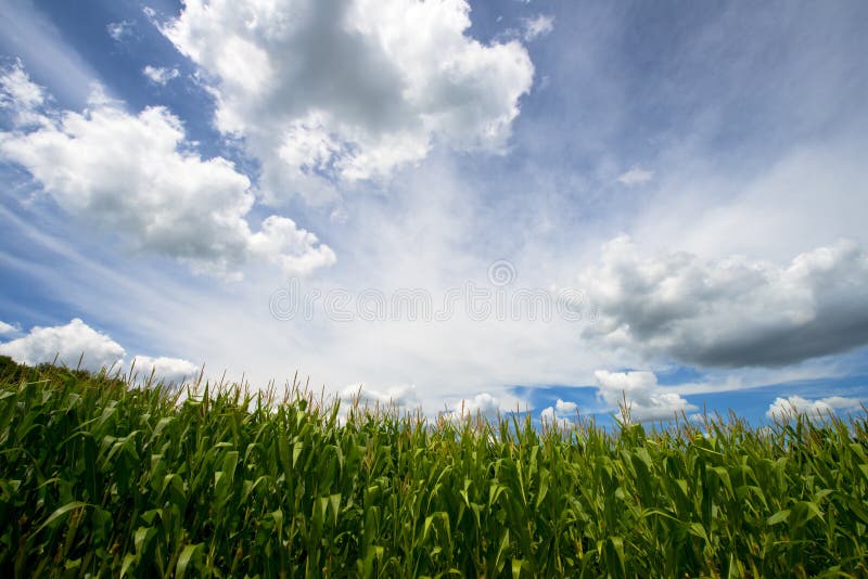 Field of Corn, Blue Sky and Clouds, Farm Cornfield. Blue sky and clouds above a Wisconsin Dairy farm field of corn. The cornfield produces grain to feed dairy royalty free stock photos