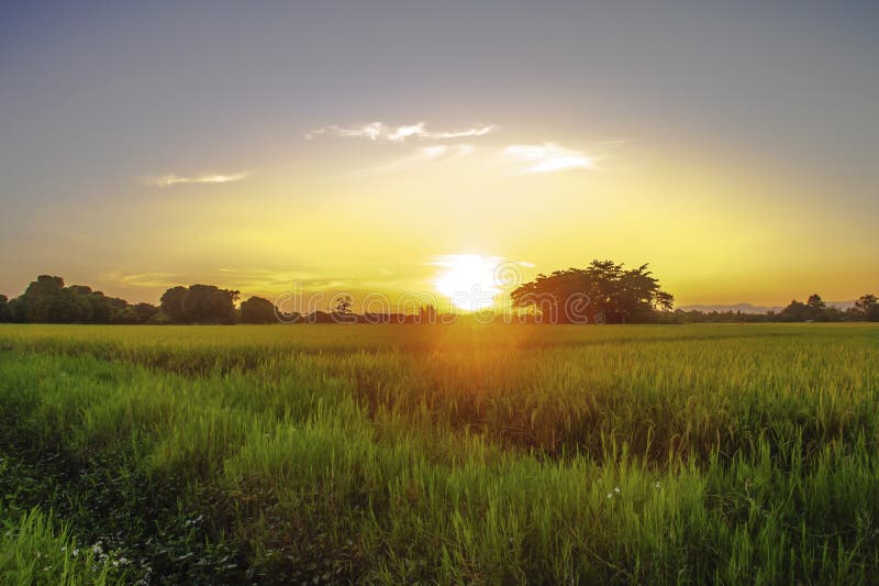 Field with cornfield against the sunset sky.  royalty free stock photography