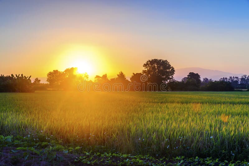 Field with cornfield against the sunset sky.  royalty free stock image