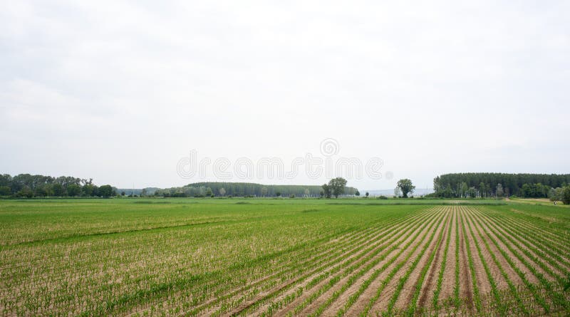 Field of cornfield. Isola della cona - Italy royalty free stock photography