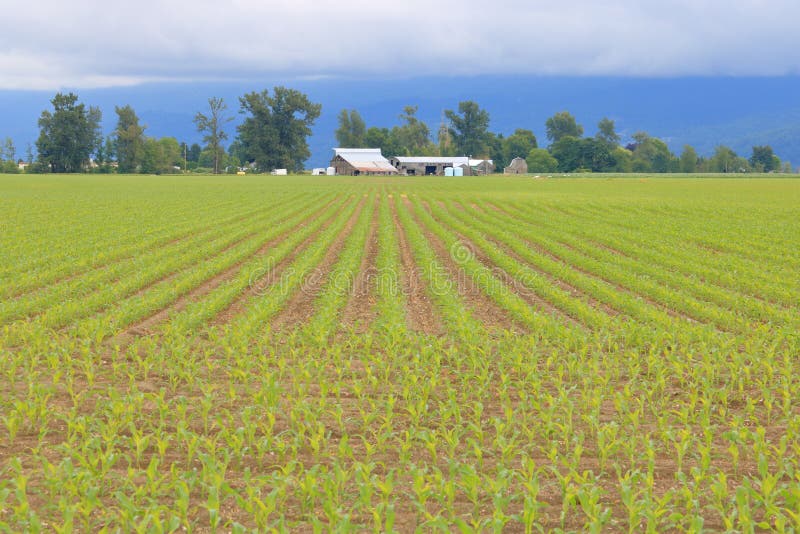 Fresh Crop of Chilliwack Sweet Corn and Landscape. Wide view of fresh sweet corn with old farm buildings in the background that is the agricultural landscape stock photos