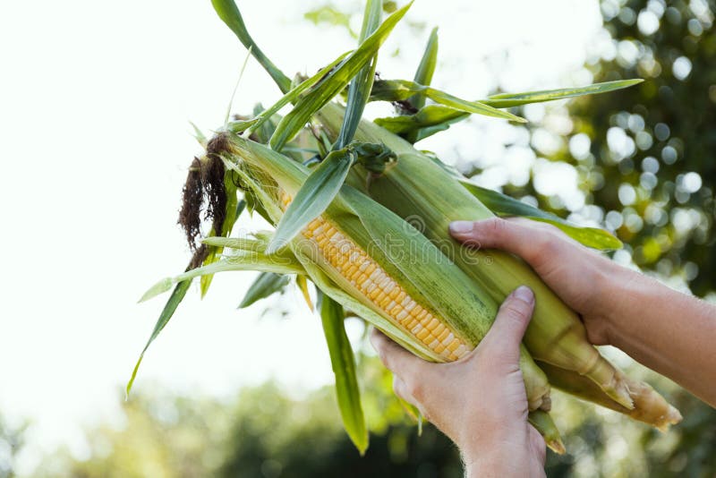Garden plant cob, agriculture cornfield. Produce organic sweet corn.  stock image