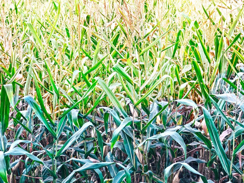 A Green Cornfield with yellow branch of corn, agricultural traditional in Thailand. To make a corn gain and popcorn. The harvest season for cropping the corn royalty free stock photos