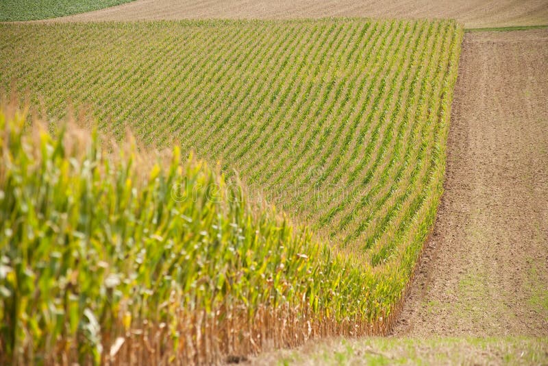 Growing cornfield. There is a country lane through the cornfield royalty free stock image