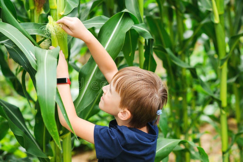 Kid farmer looking at sweetcorn in a field. Boy farmer check the quality of corn in cornfield. Little farmer picking corn on a field. Happy child having fun at stock images