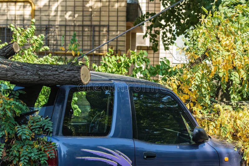 Kyiv Ukraine - August 13 2019: A very large broken tree fell on a car during a hurricane. Destruction after a gale. Accident. stock image