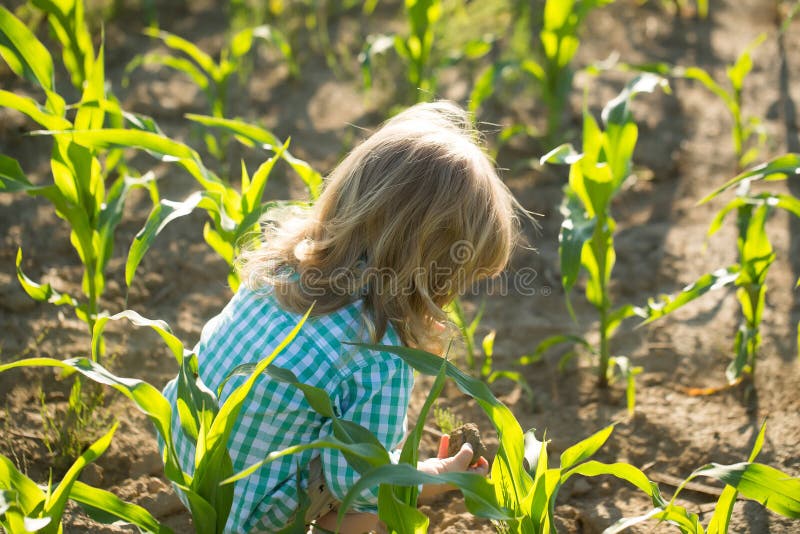 Little boy in green cornfield. Cute little boy with long blond hair sits in green cornfield on sunny summer day on natural background royalty free stock photo