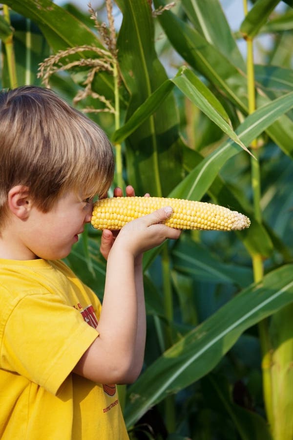 Little boy holding corn on his nose. Little boy playing with sweet corn in the cornfield royalty free stock photos