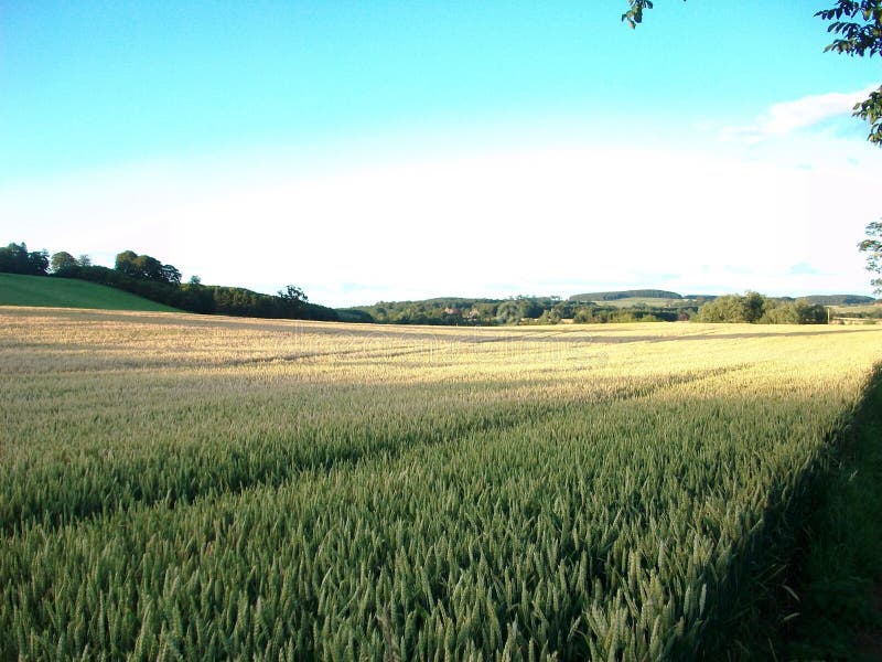 The Long Cornfield. North Northumberland, England. UK. The long cornfield with lovely landscape royalty free stock image