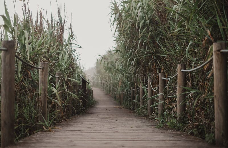 Long wooden walkway through a cornfield on a foggy day. A long wooden walkway through a cornfield on a foggy day stock images
