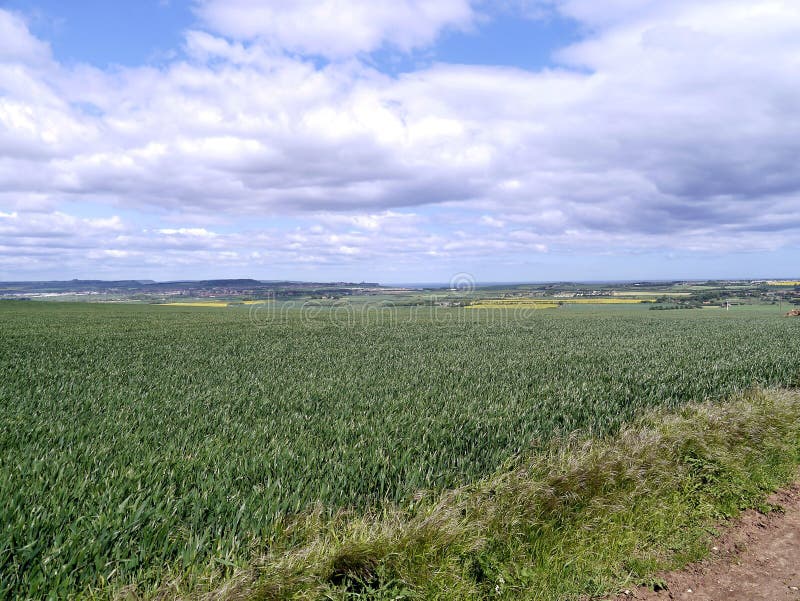 Looking over cornfield. This crop is likely to be sweet corn royalty free stock photo