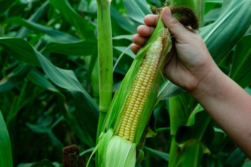 Maize or corn organic planting in cornfield.  royalty free stock photo