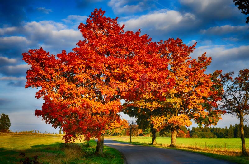 Maple tree with red colored leafs and asphalt road at autumn/fall daylightl royalty free stock photos