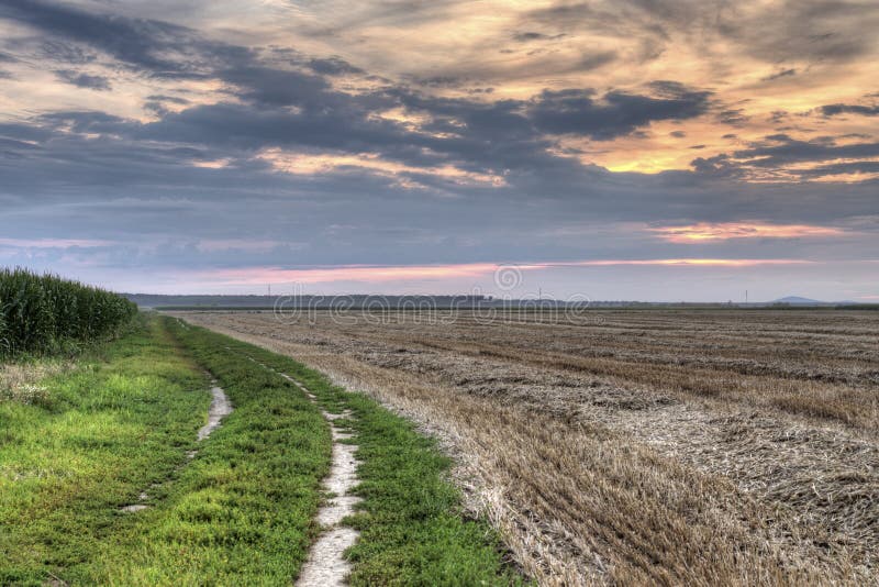 Mowed field by the cornfield at sunset. In mild natural hdr stock photos