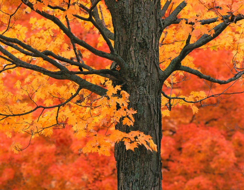 New England Maple Tree in Fall Colors stock photography