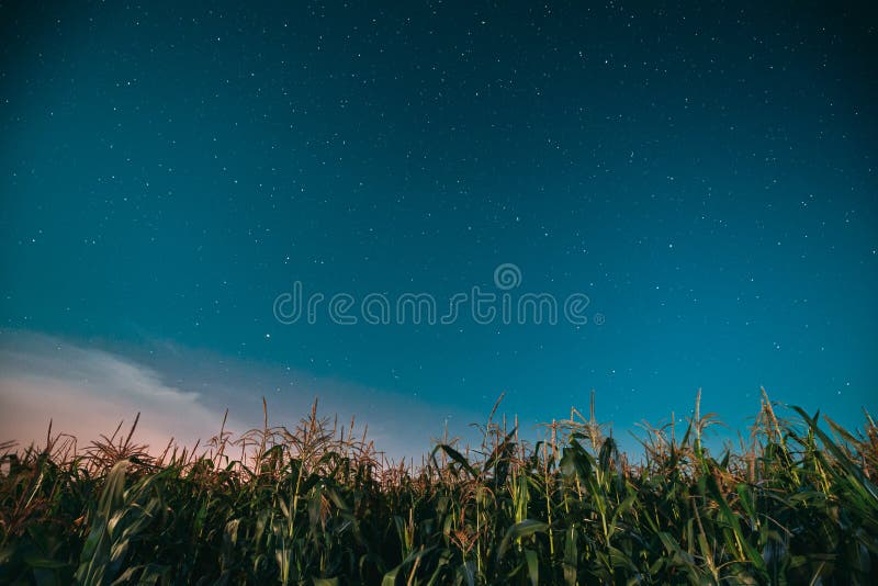 Night Starry Sky Above Green Maize Corn Field Plantation In Summer Agricultural Season. Night Stars Above Cornfield In. August Month royalty free stock images