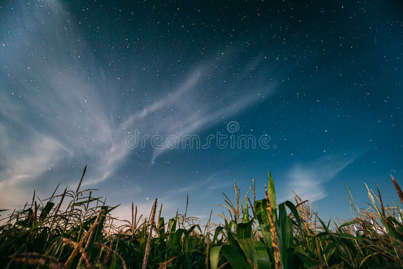 Night Starry Sky Above Green Maize Corn Field Plantation In Summer Agricultural Season. Night Stars Above Cornfield In. August Month royalty free stock photo
