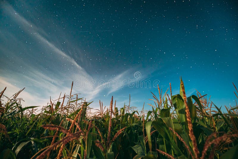 Night Starry Sky Above Green Maize Corn Field Plantation In Summer Agricultural Season. Night Stars Above Cornfield In. August Month stock image