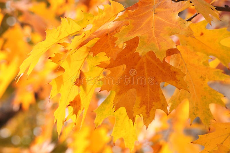 Oak tree leaves at fall royalty free stock photos
