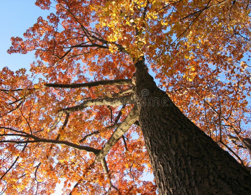 Old oak tree in the fall royalty free stock photo