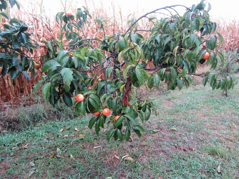 Persimmon kaki tree with sweet fruits against a cornfield . Tuscany, Italy.  royalty free stock photography